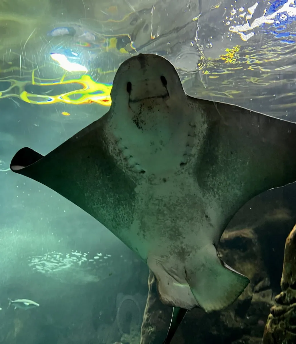 Aquarium of Porto Moniz Aquarium of Porto Moniz