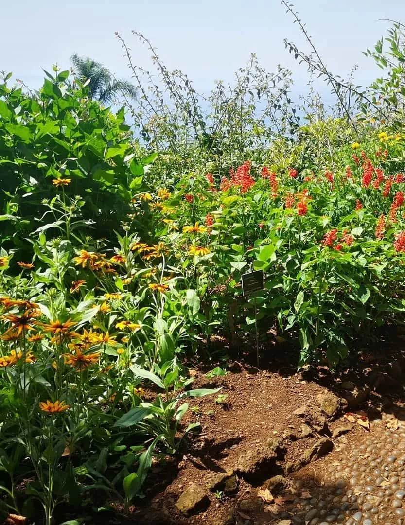 Jardim Botânico da Madeira Jardim Botânico da Madeira