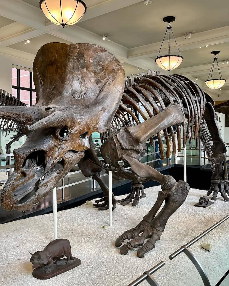 American Museum of Natural History American Museum of Natural History