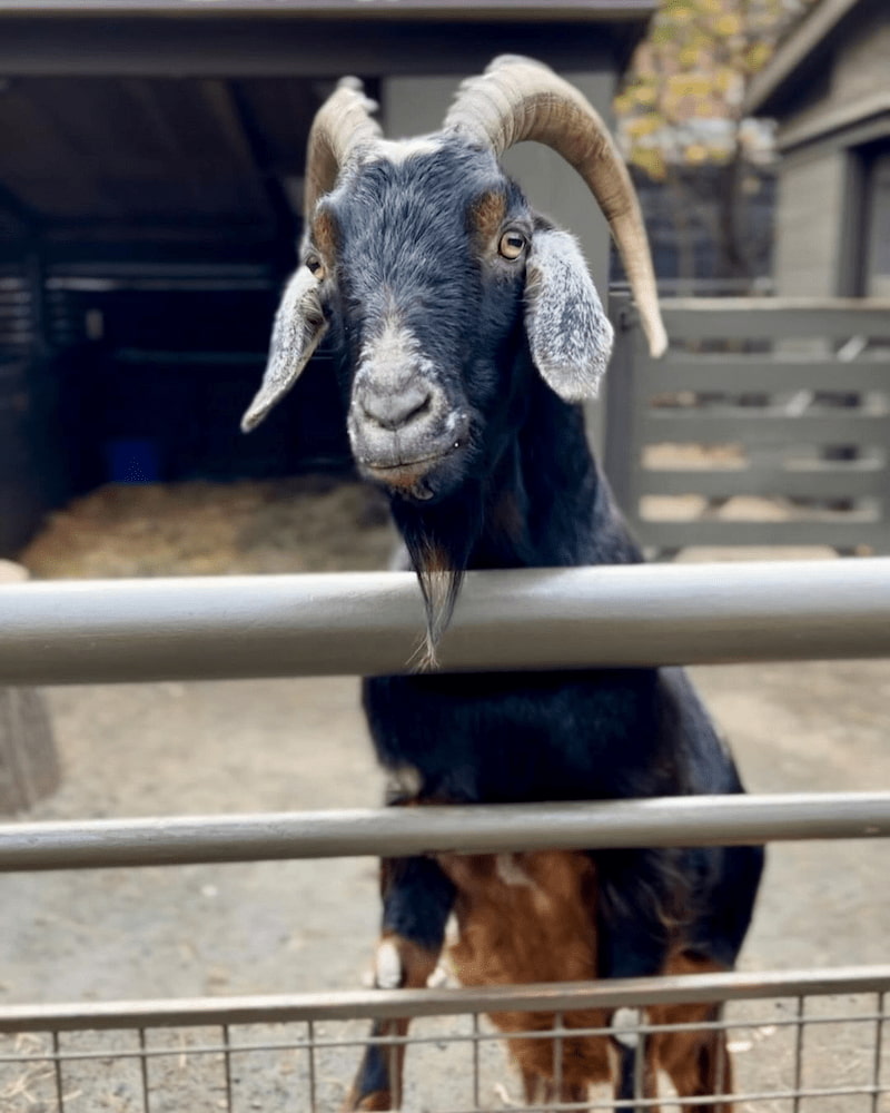 Central Park Zoo Central Park Zoo