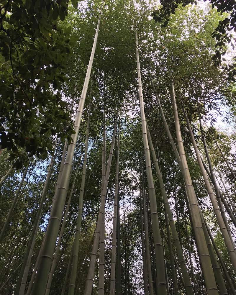 Bamboo forest Bamboo forest