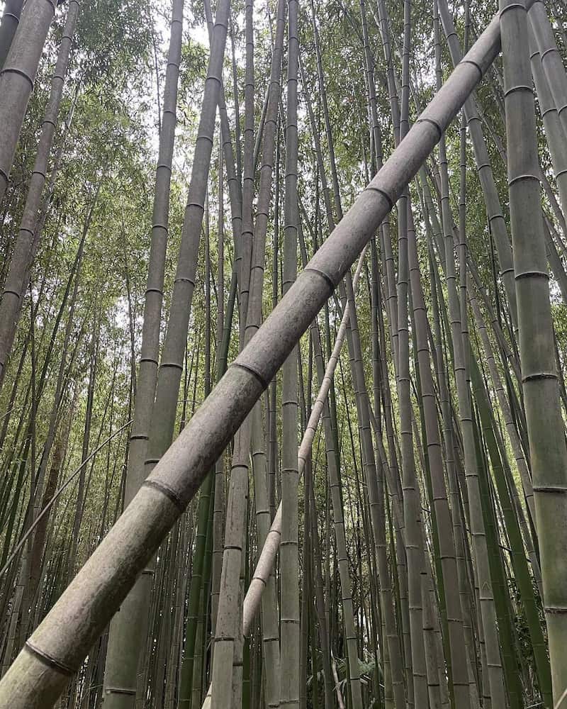 Bamboo forest Bamboo forest