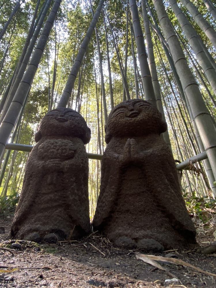 Bamboo forest Bamboo forest