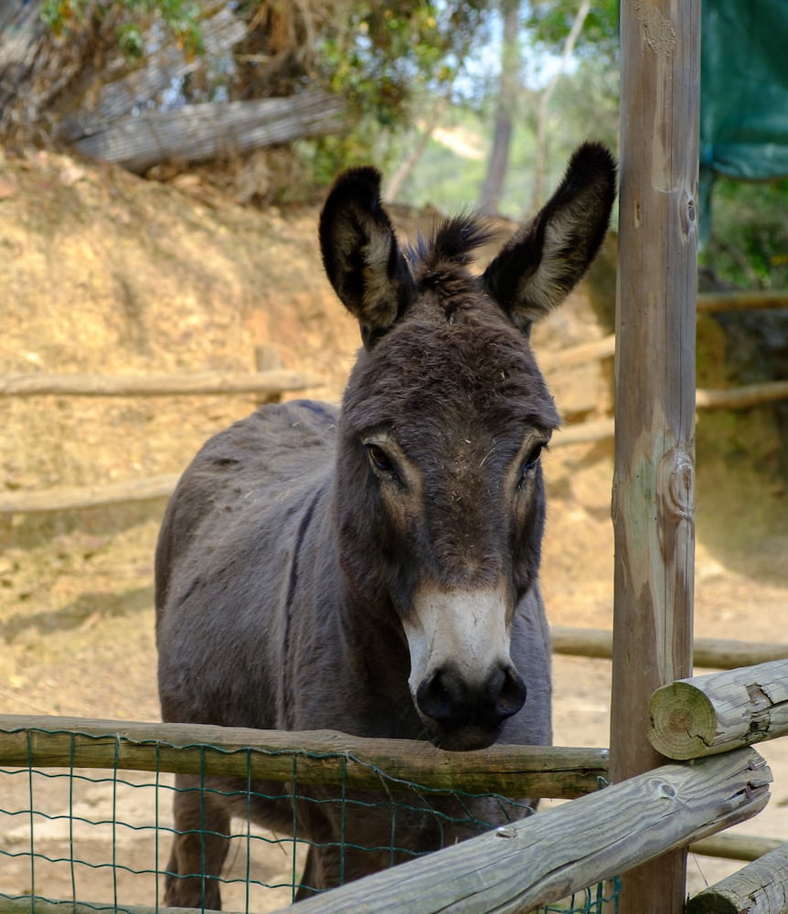 Parque Natural da Serra de Monchique Parque Natural da Serra de Monchique