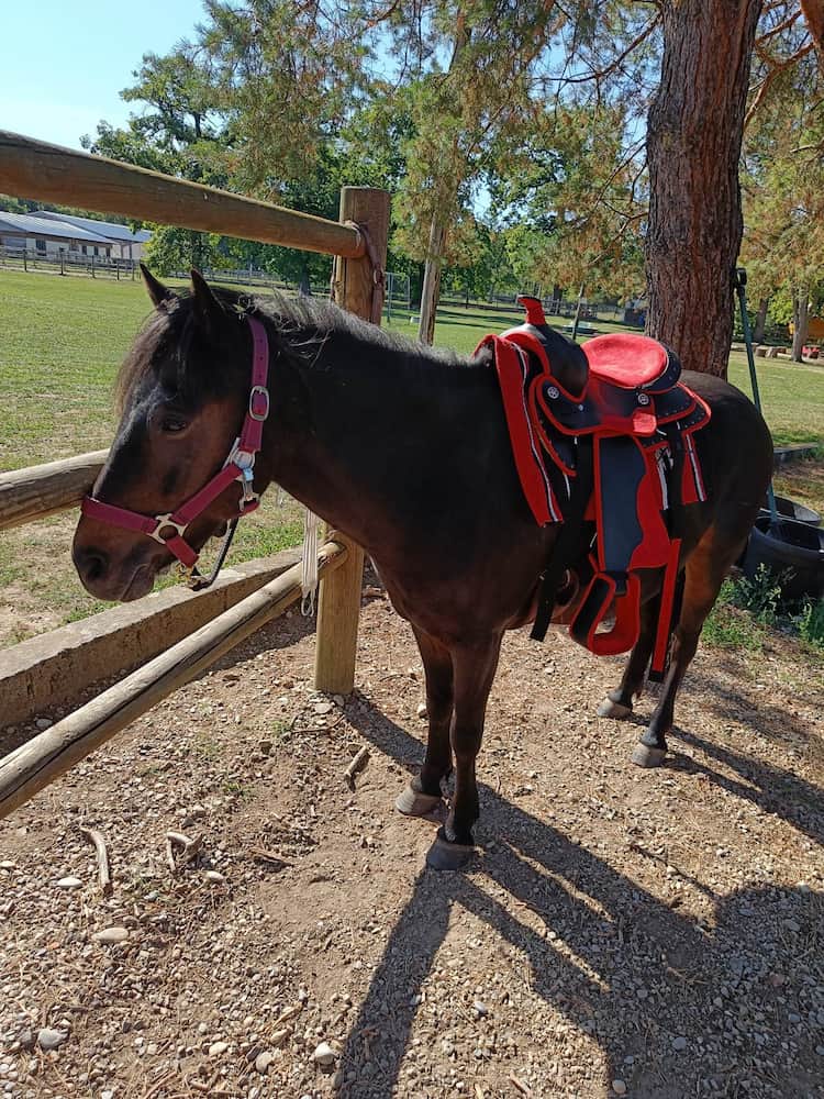 Poney Parc Waldeck Poney Parc Waldeck