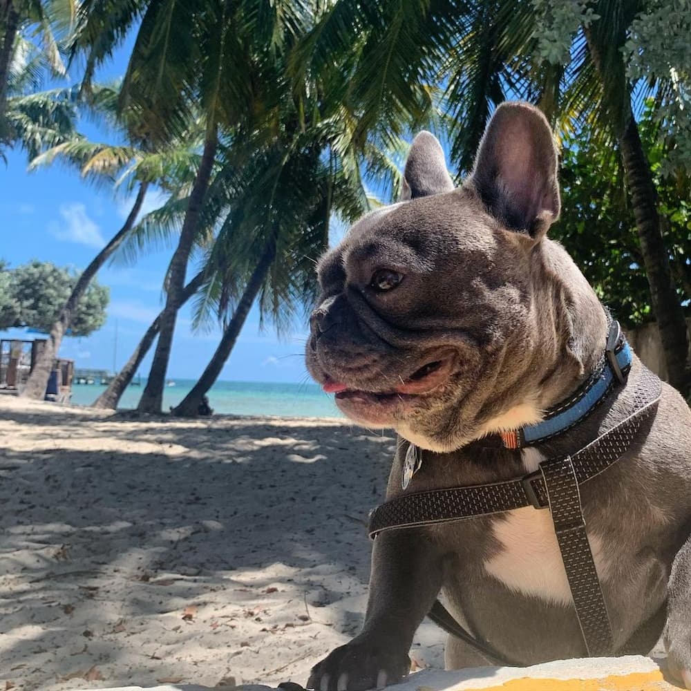 Higgs Beach Dog Park Higgs Beach Dog Park