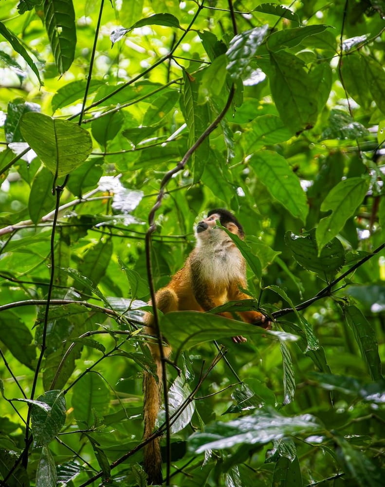 Corcovado National Park Corcovado National Park
