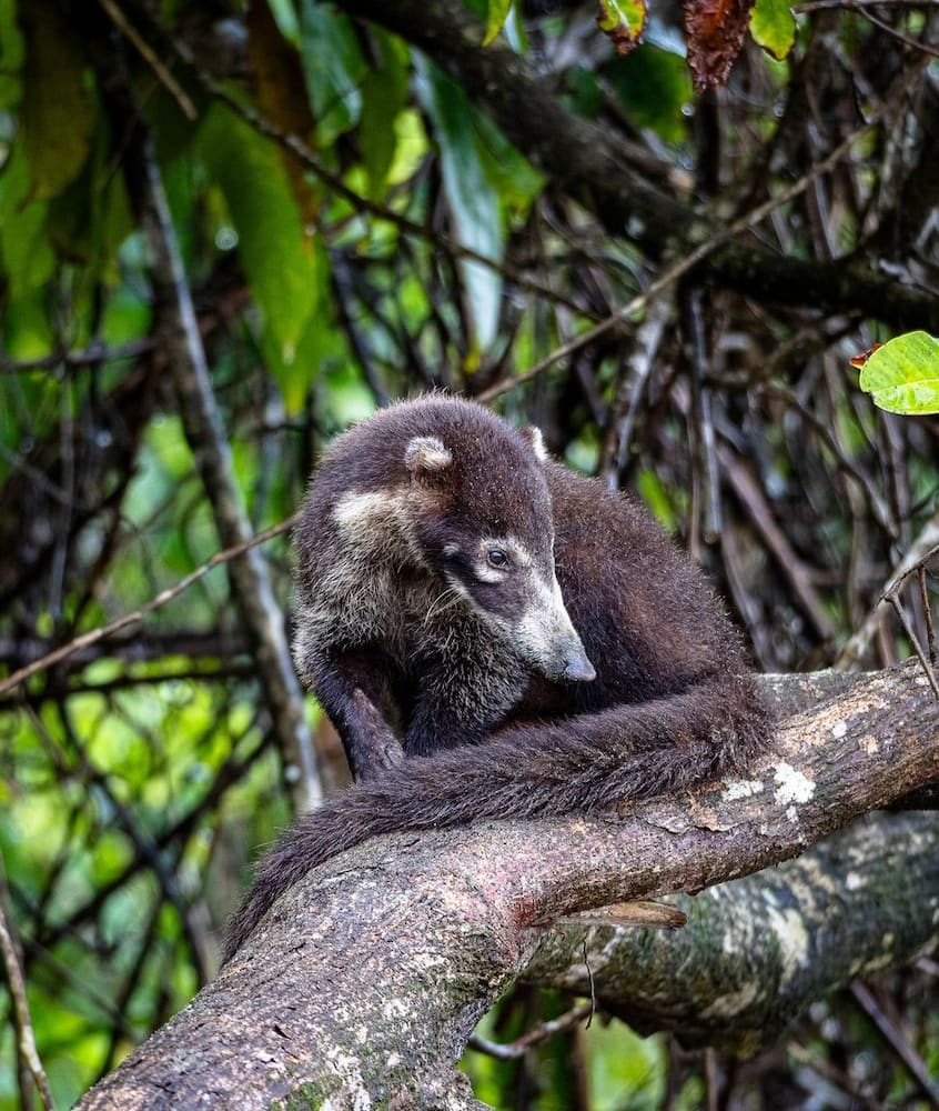 Corcovado National Park Corcovado National Park
