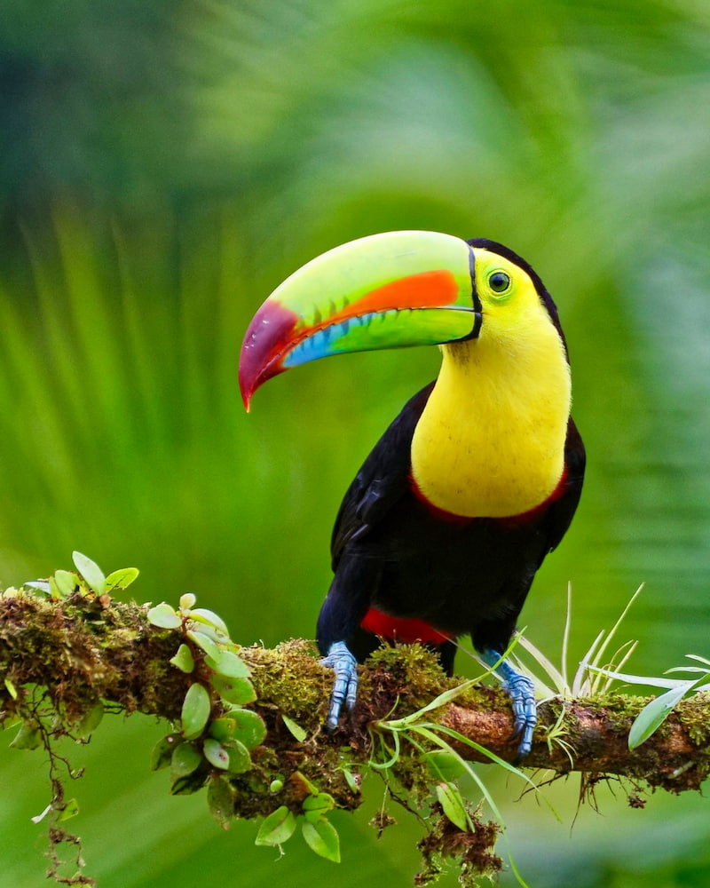Corcovado National Park Corcovado National Park