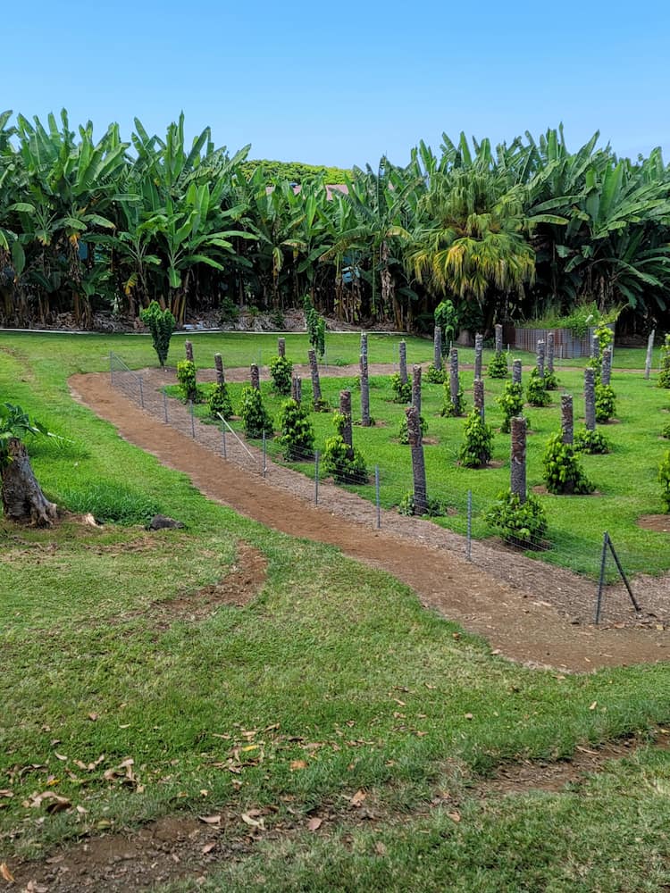 Hawaii (Big Island) Hawaii (Big Island)