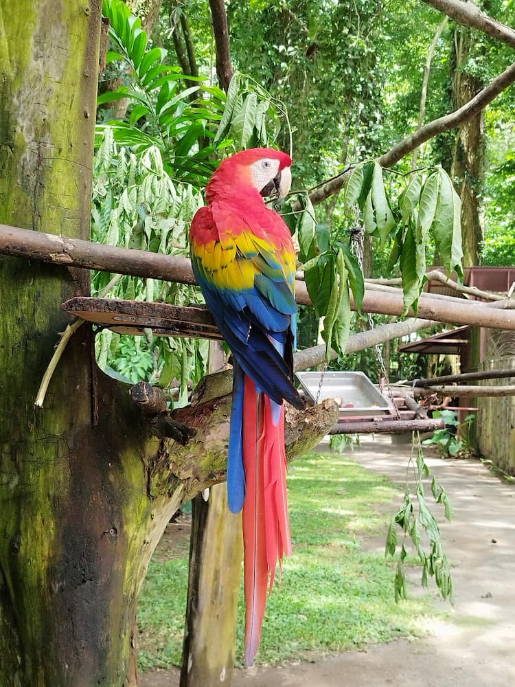 Jaguar Rescue Center Jaguar Rescue Center