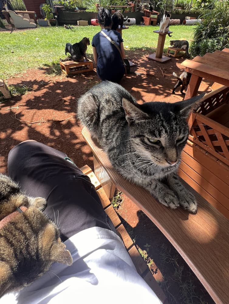 Lanai Cat Sanctuary Lanai Cat Sanctuary