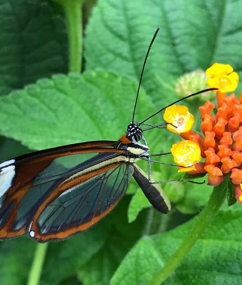 Monteverde Butterfly Gardens Monteverde Butterfly Gardens