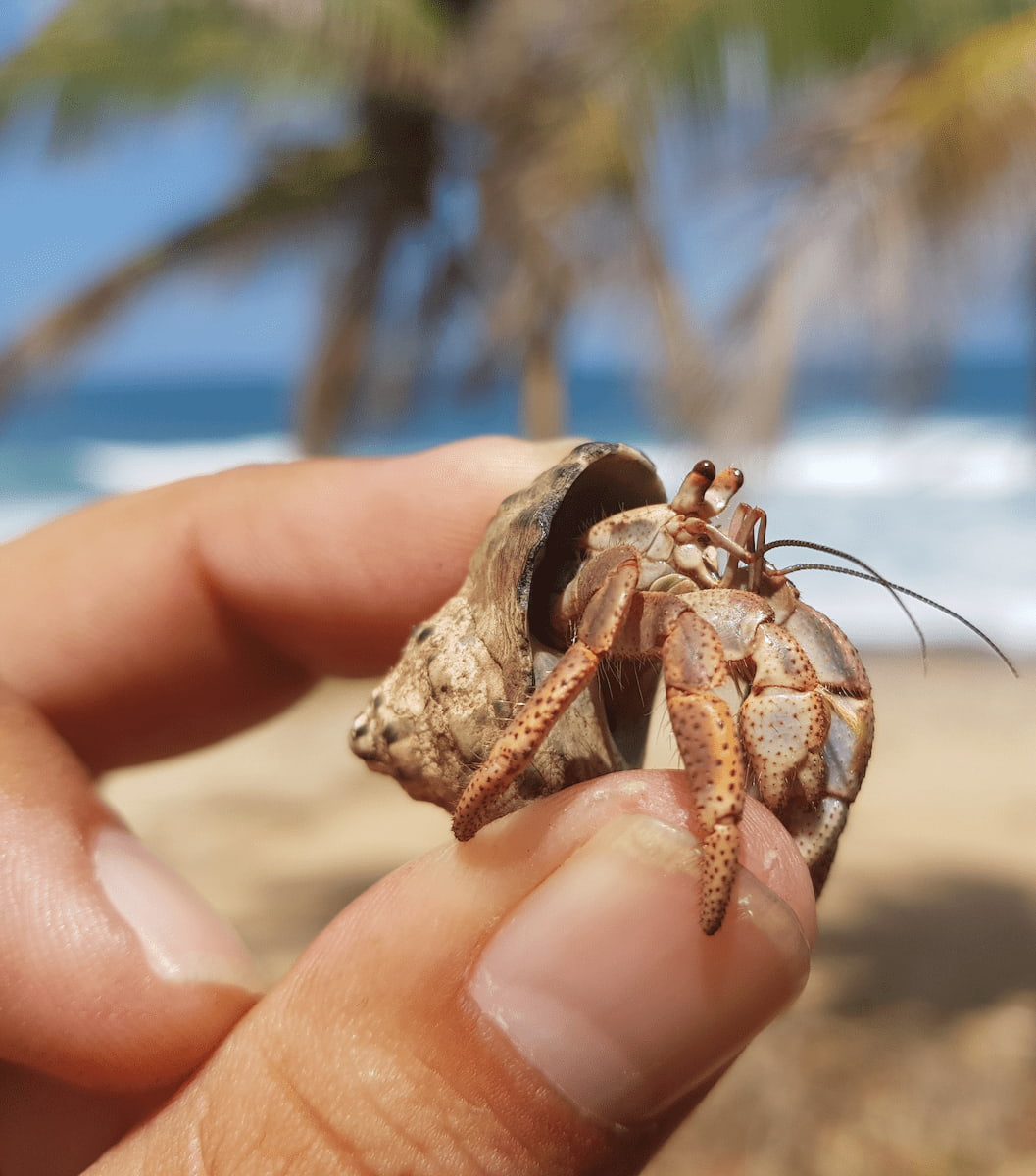 Puerto_Rico_Dorado (3)