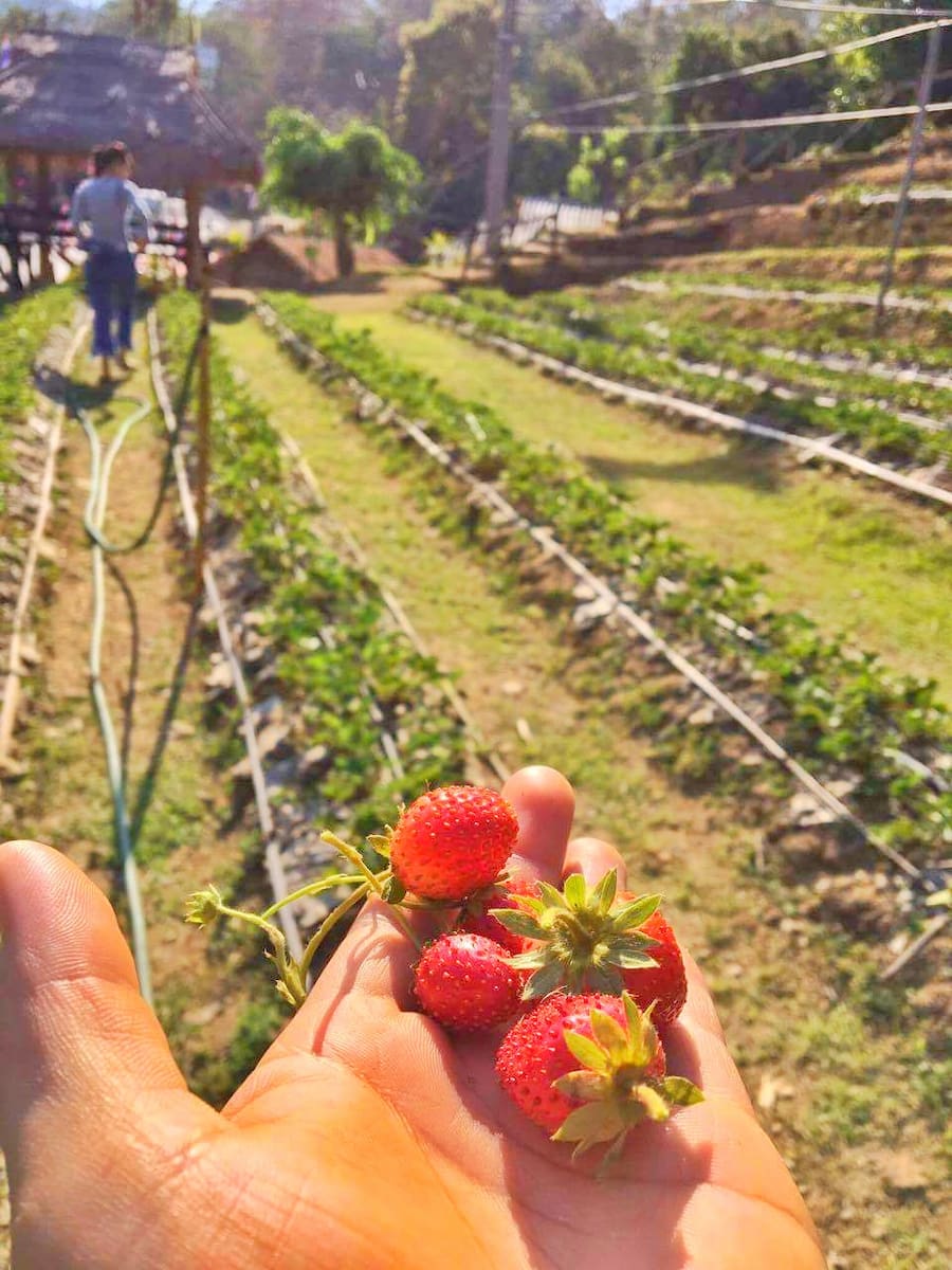 Mae Rim, Chiang Mai Mae Rim, Chiang Mai