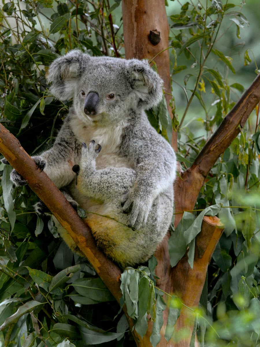 Rainforestation Nature Park Rainforestation Nature Park