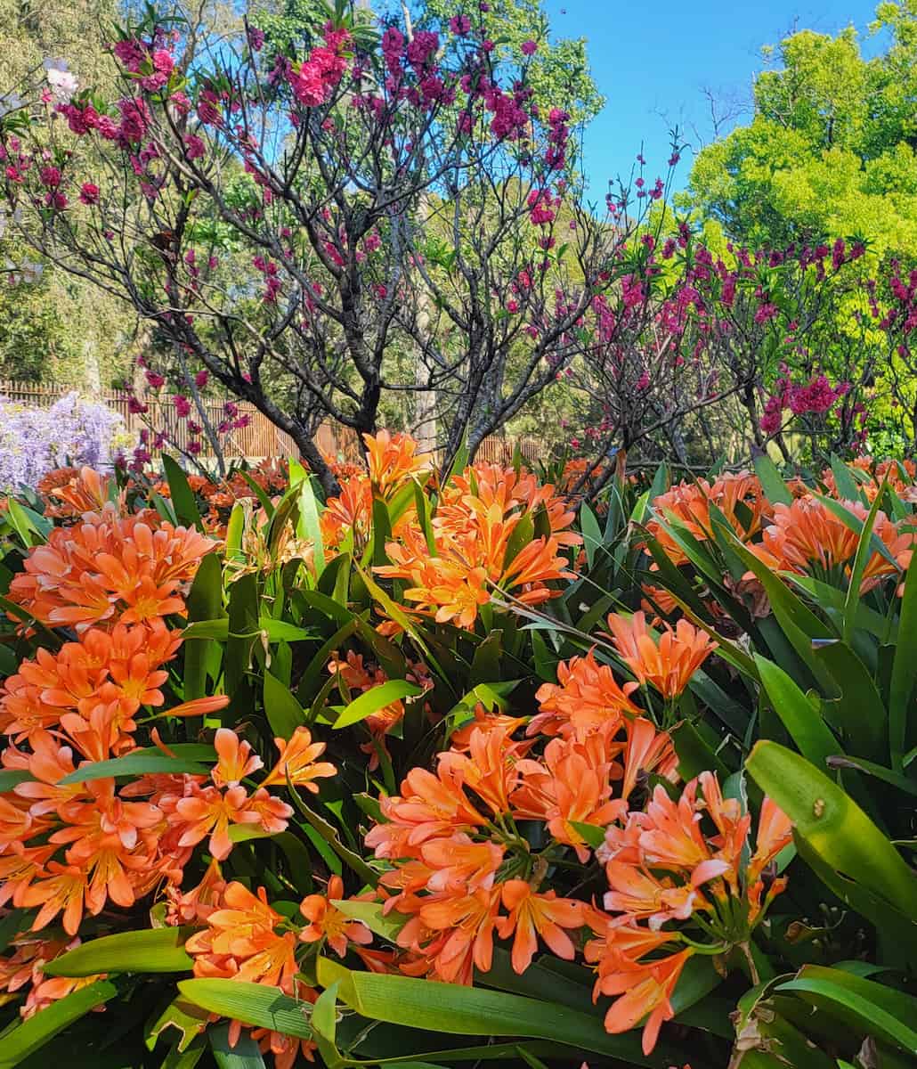 Parramatta Park, Cairns Parramatta Park, Cairns