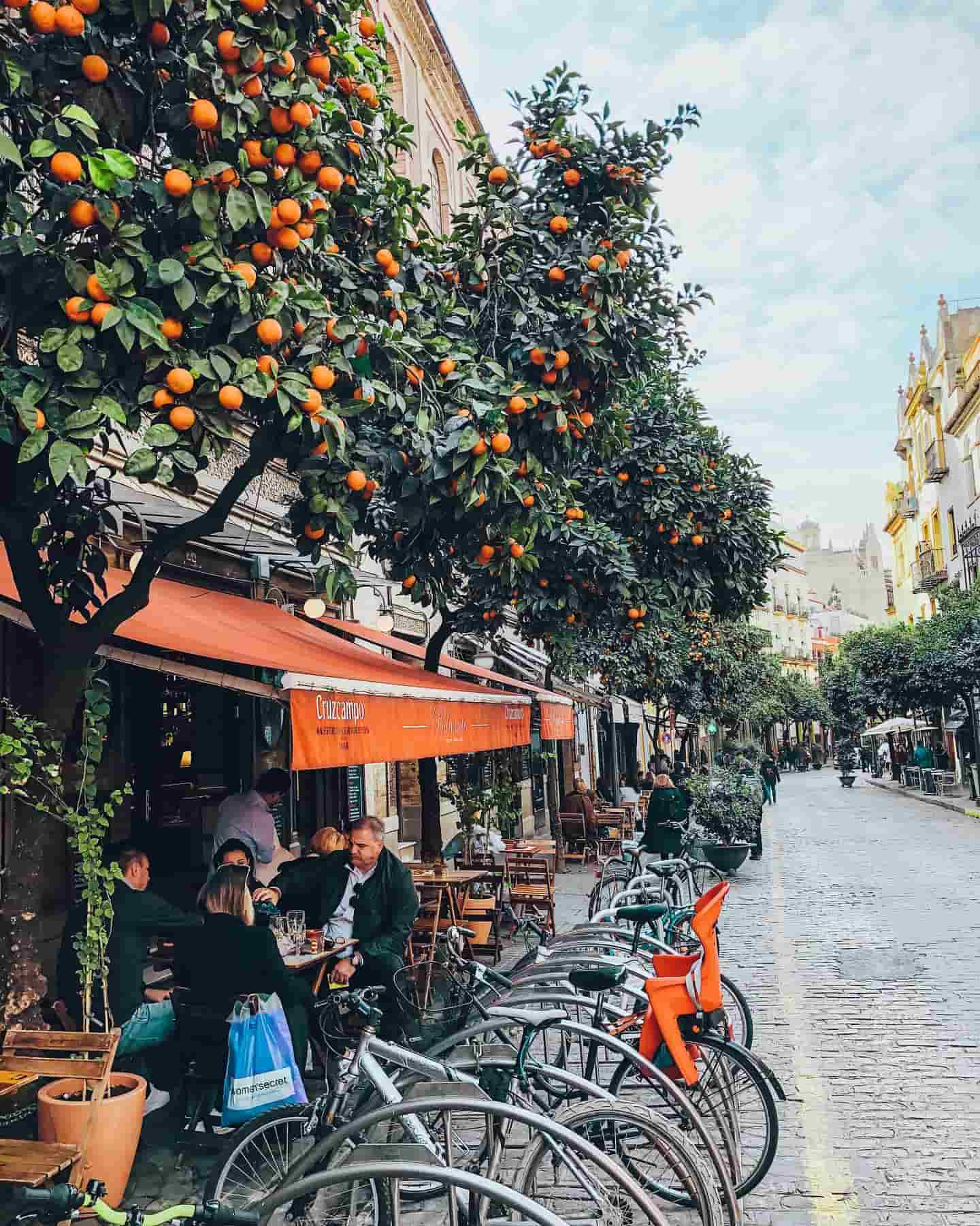 Streets lined with orange trees, Seville, Spain Streets lined with orange trees, Seville, Spain