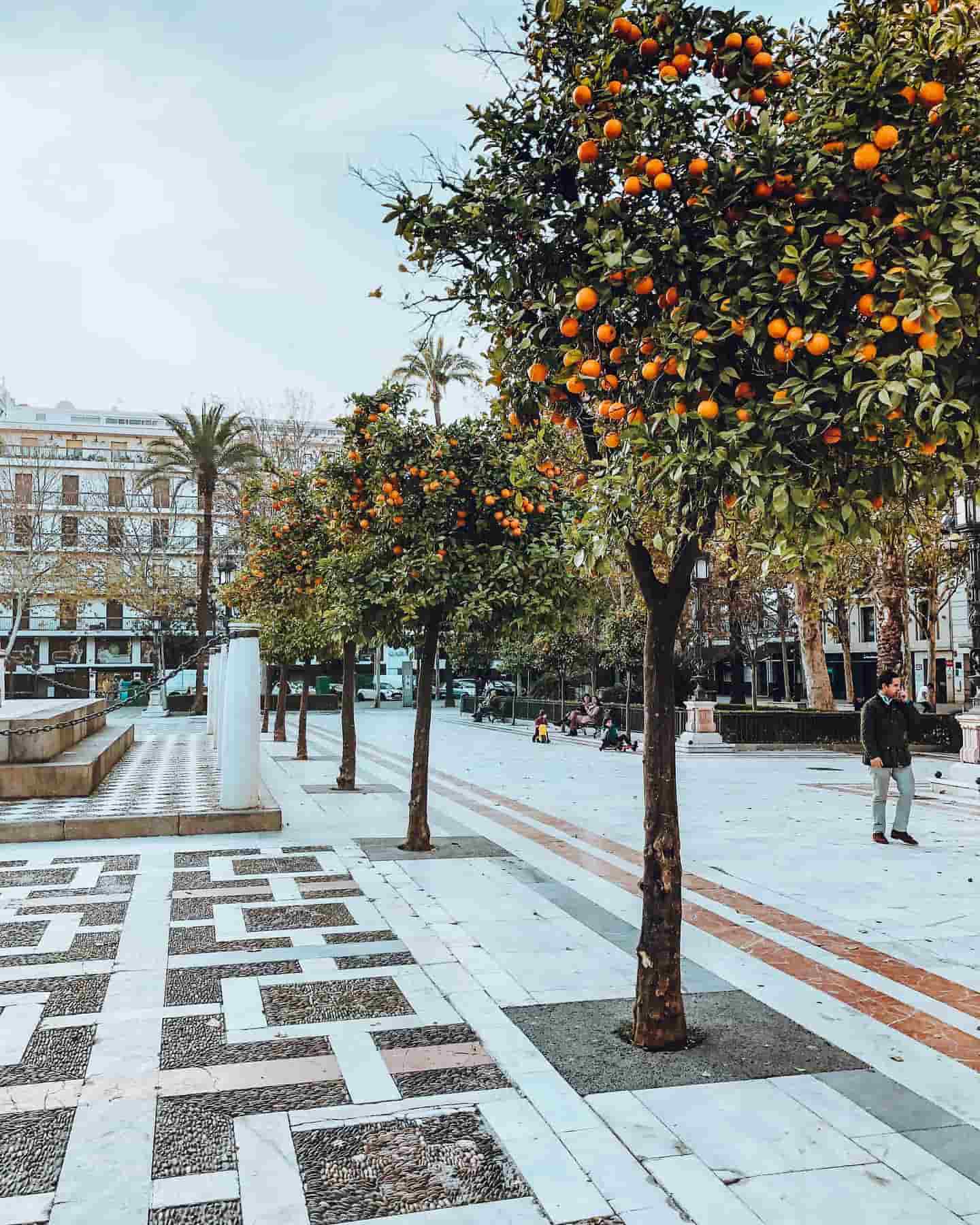 Streets lined with orange trees, Seville, Spain Streets lined with orange trees, Seville, Spain