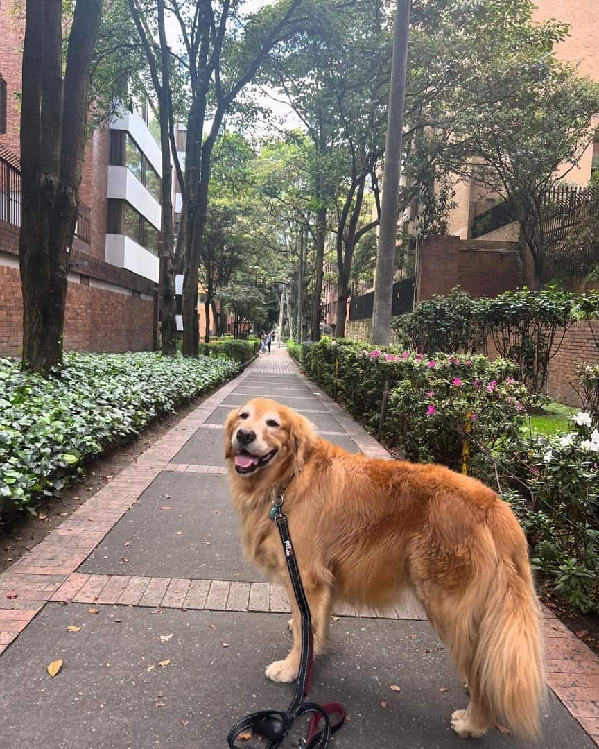 El Chico / Parque 93