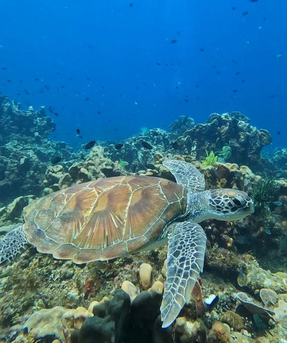 Malapascua Island, Cebu Malapascua Island, Cebu