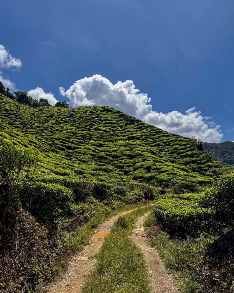 Boh Tea Plantation