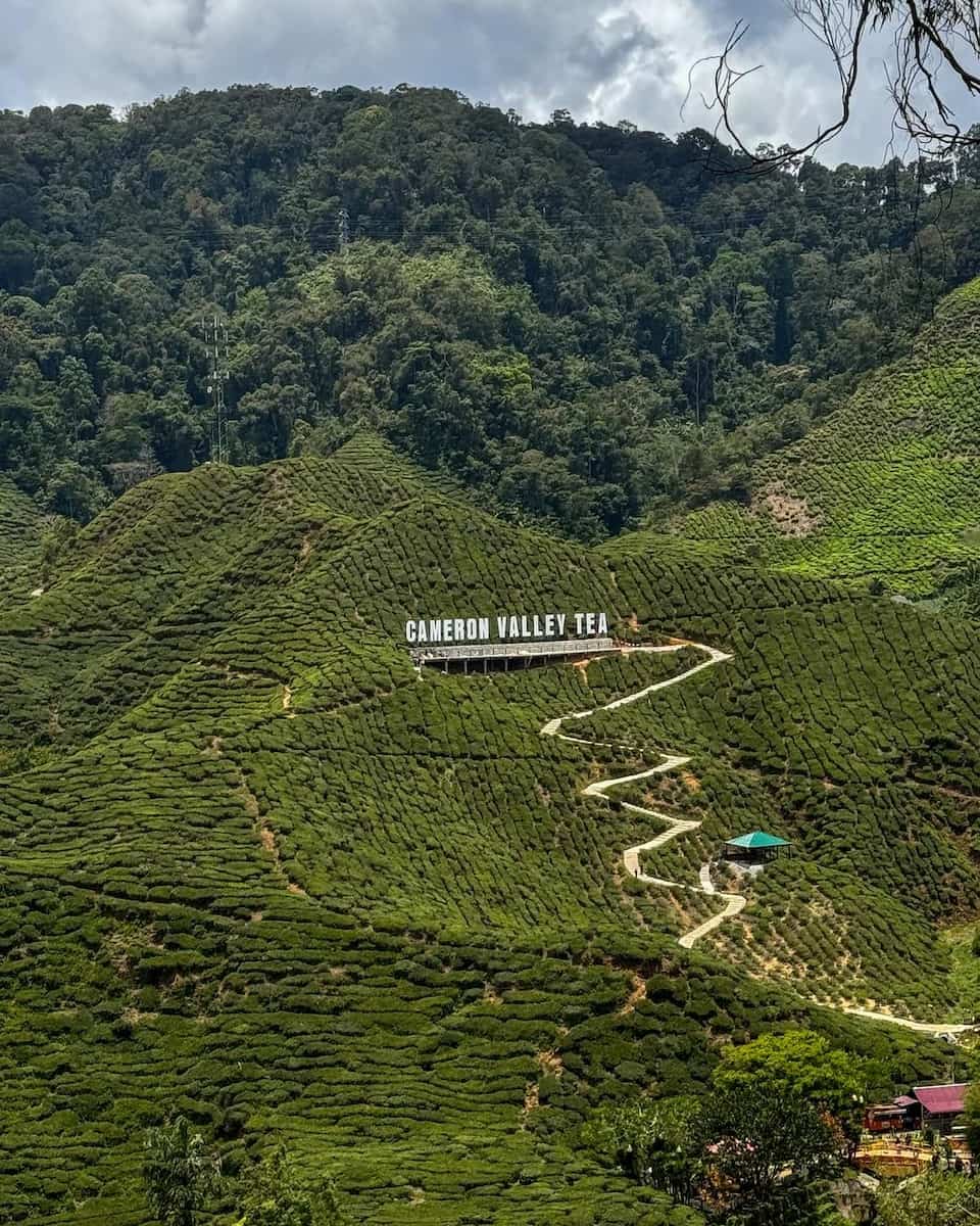 Boh Tea Plantation