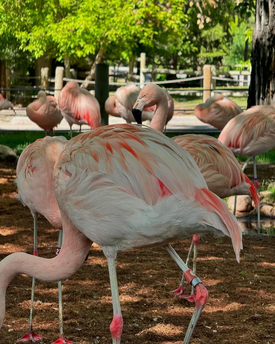 Calgary Zoo Calgary Zoo