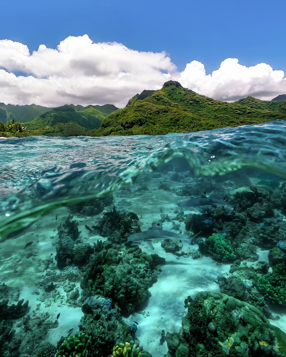 Moorea Lagoonarium Moorea Lagoonarium