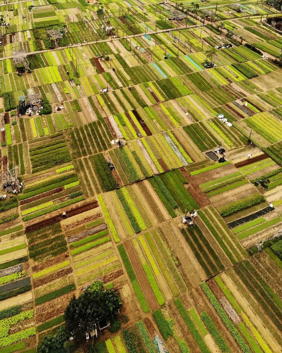 Vietnam, Tra Que Vegetable Village Vietnam, Tra Que Vegetable Village