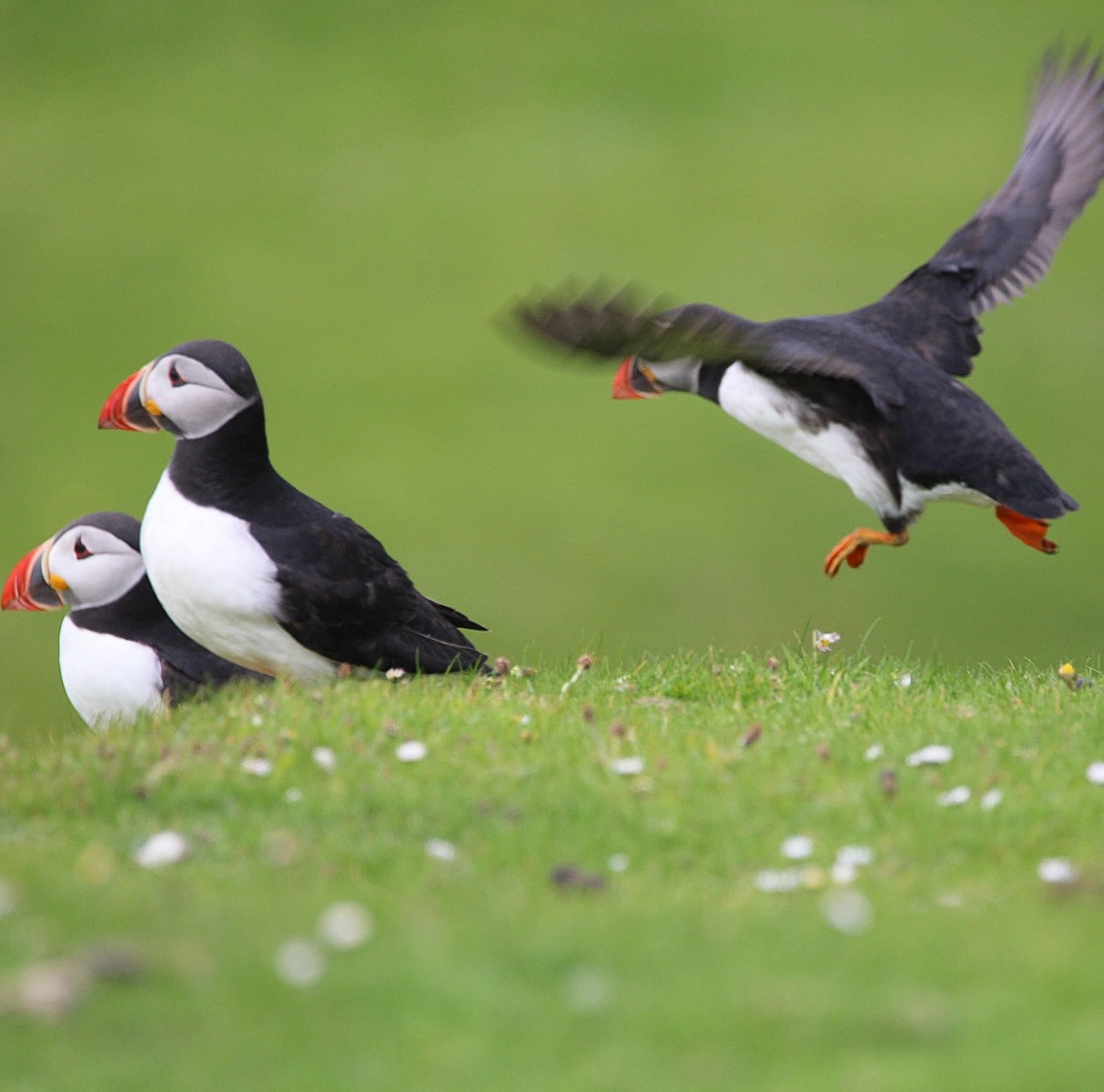 Hermaness National Nature Reserve,UnstUnst4 Hermaness National Nature Reserve,Unst