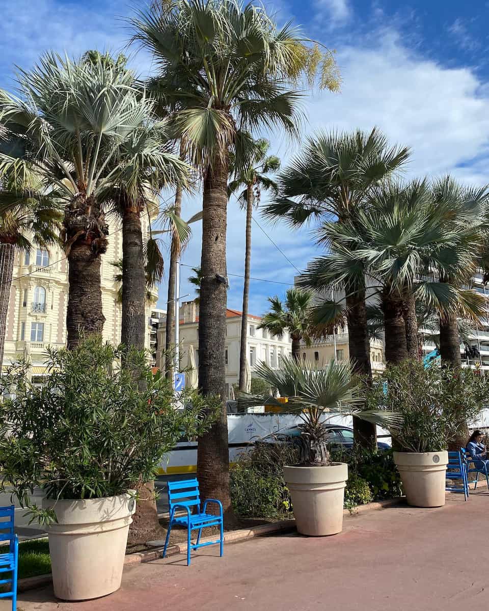 La Croisette Cannes France La Croisette Cannes France