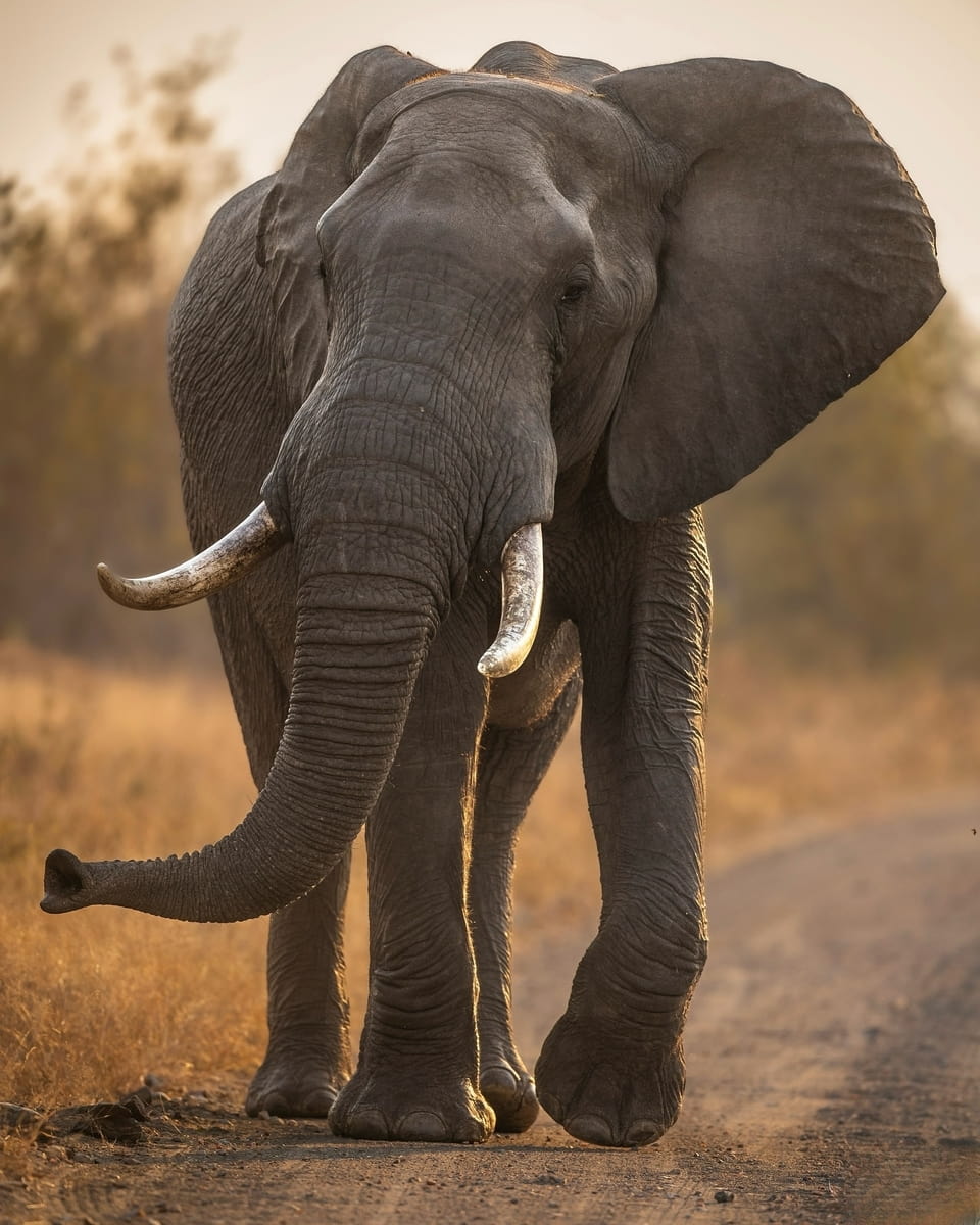 Mozambique, Kruger National Park Mozambique, Kruger National Park