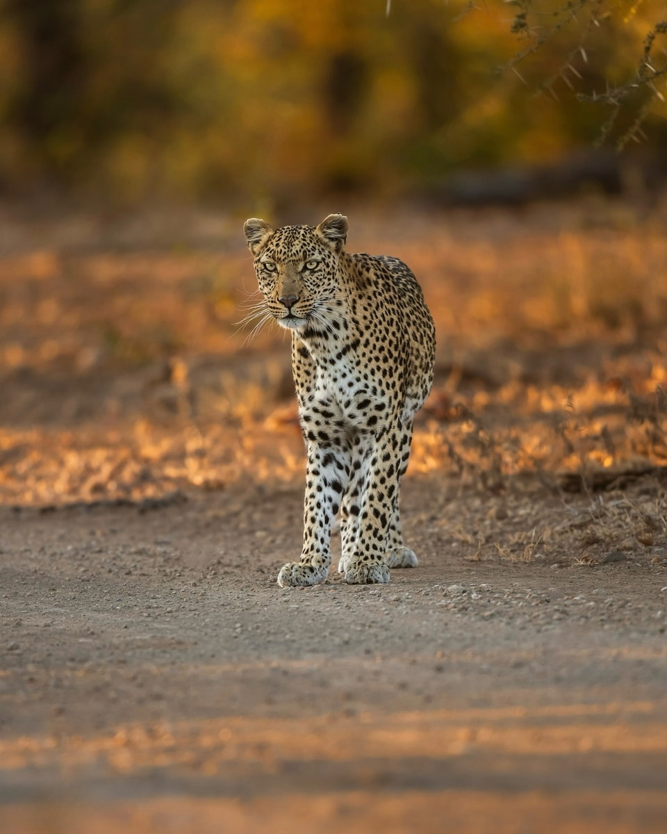 Mozambique, Kruger National Park Mozambique, Kruger National Park