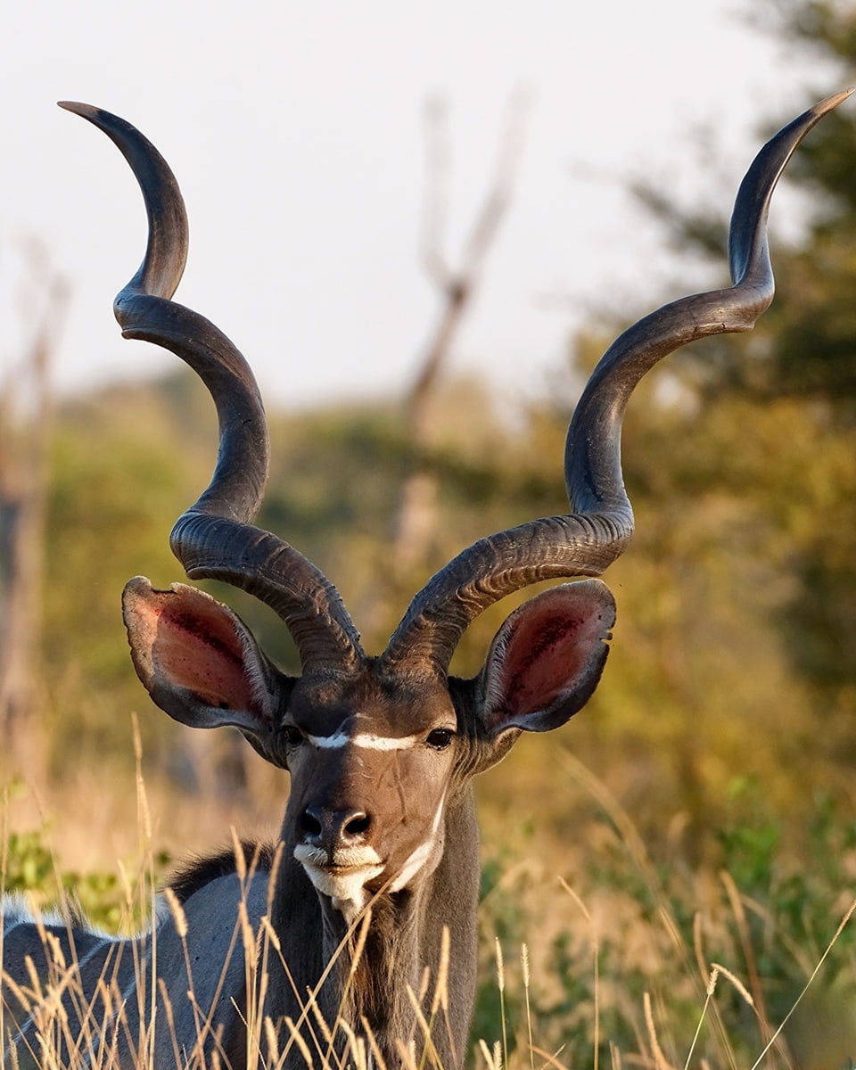 Mozambique, Kruger National Park Mozambique, Kruger National Park