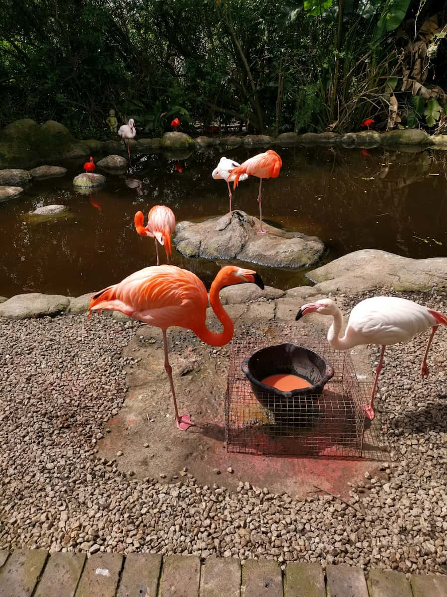 South Africa, Birds of Eden