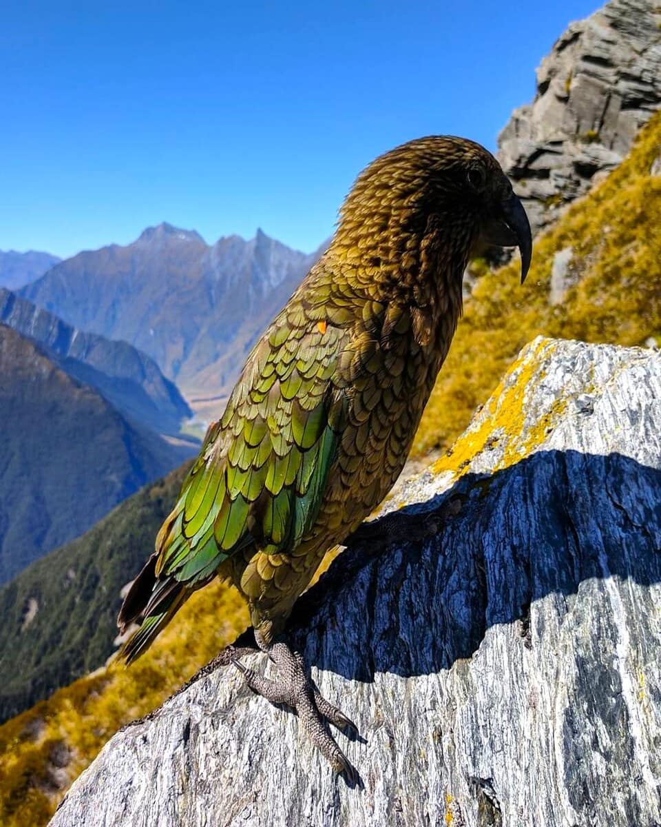 Wanaka, Aspiring National Park Wanaka, Aspiring National Park