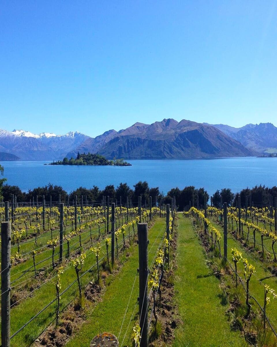 Wanaka, Rippon Vineyard Wanaka, Rippon Vineyard