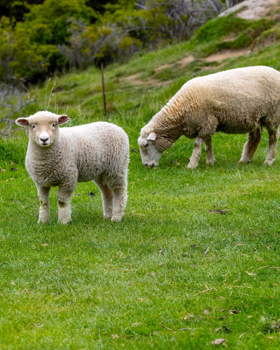 Wanaka, Roys Peak Wanaka, Roys Peak