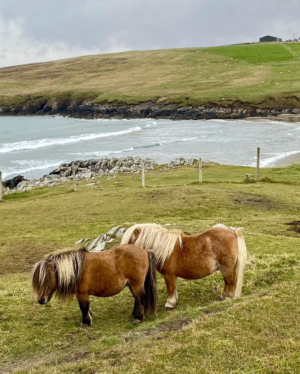 Yell, Shetland Islands Yell, Shetland Islands