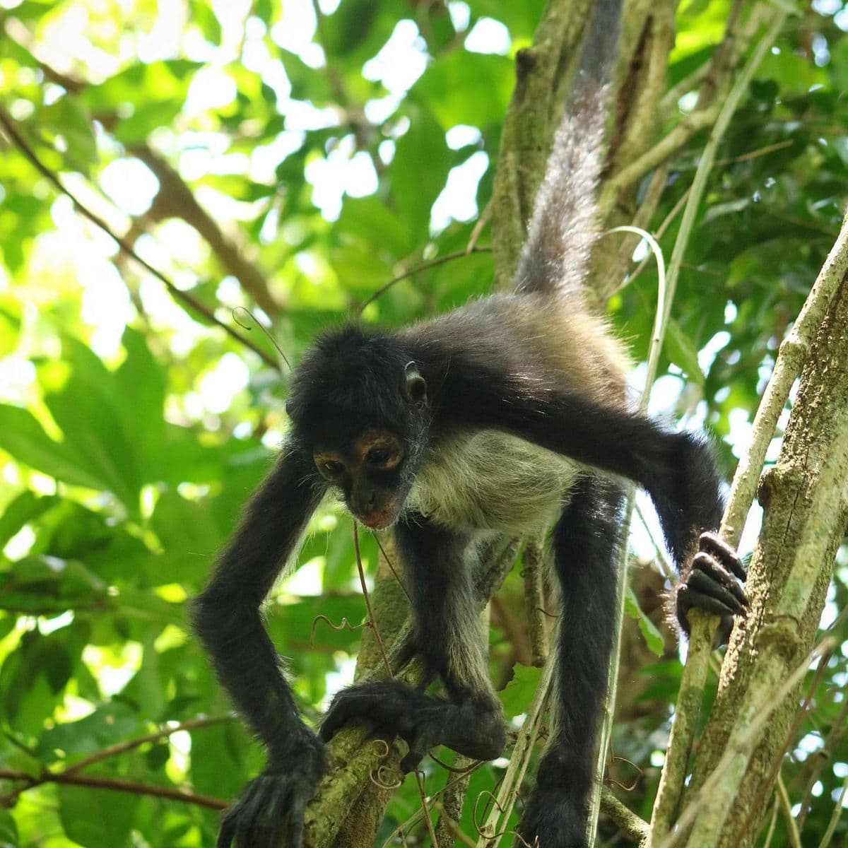 Yucatan jungle, Chichen Itza Yucatan jungle, Chichen Itza