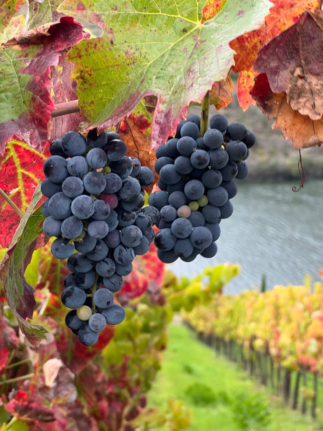 Douro Valley, Portugal Douro Valley, Portugal