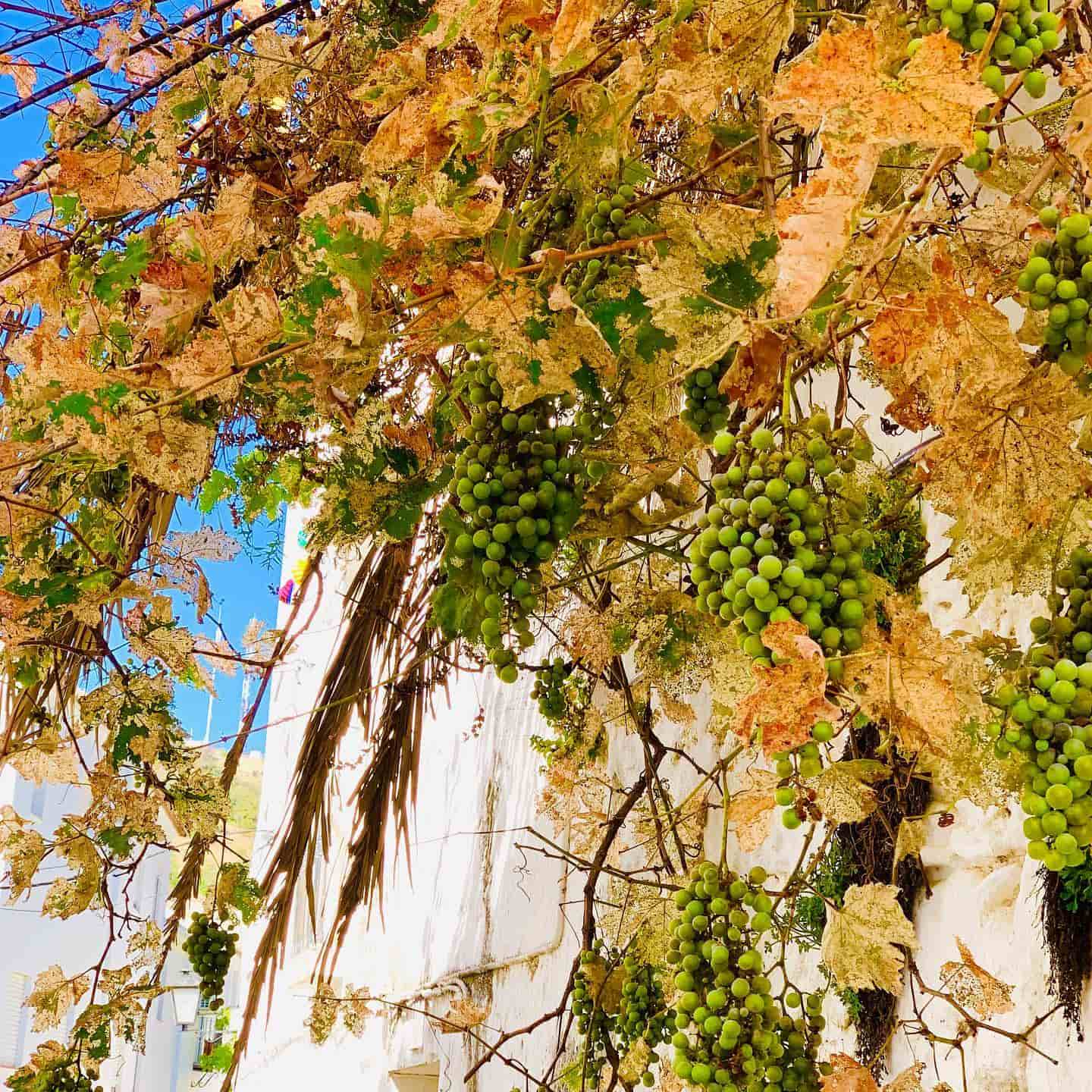 Fall in Spain, Barselona Fall in Spain, Barselona