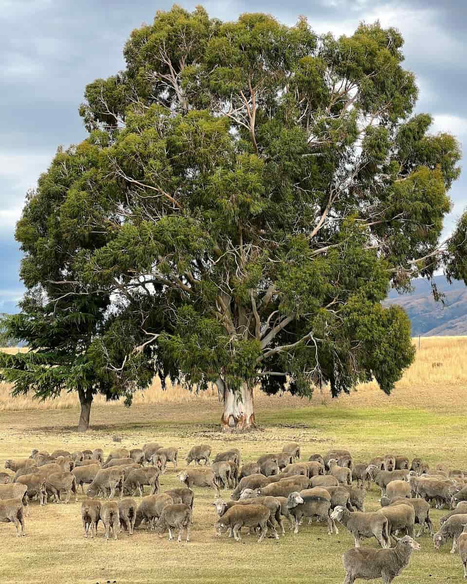 Atmosphere of New Zealand Atmosphere of New Zealand
