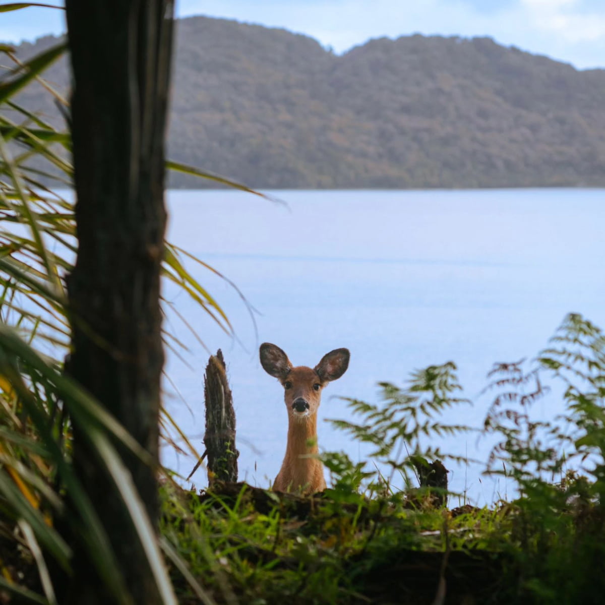 Island escapes, New Zealand Island escapes, New Zealand