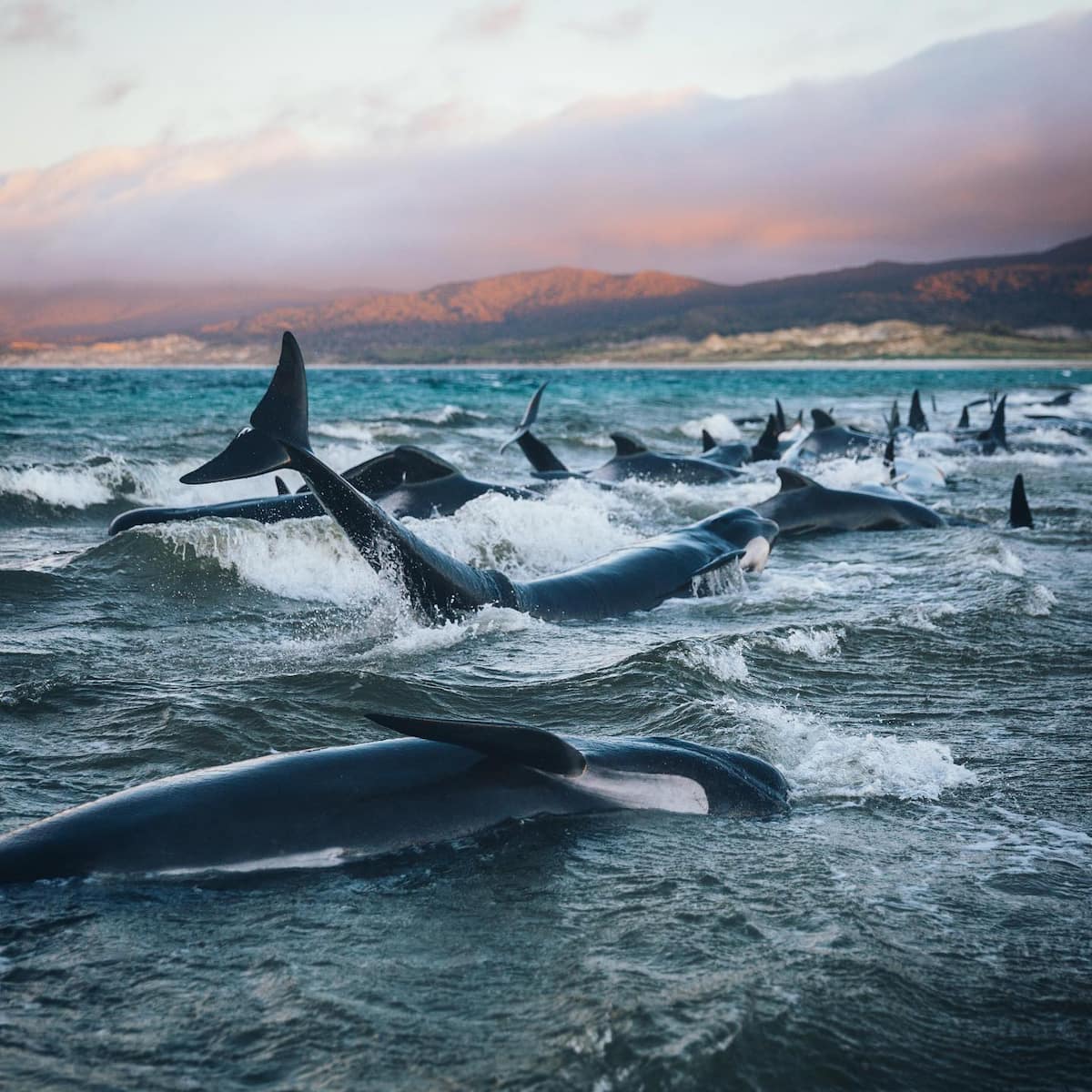 Island escapes, New Zealand Island escapes, New Zealand