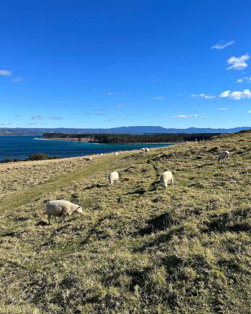 North Island, New Zealand North Island, New Zealand