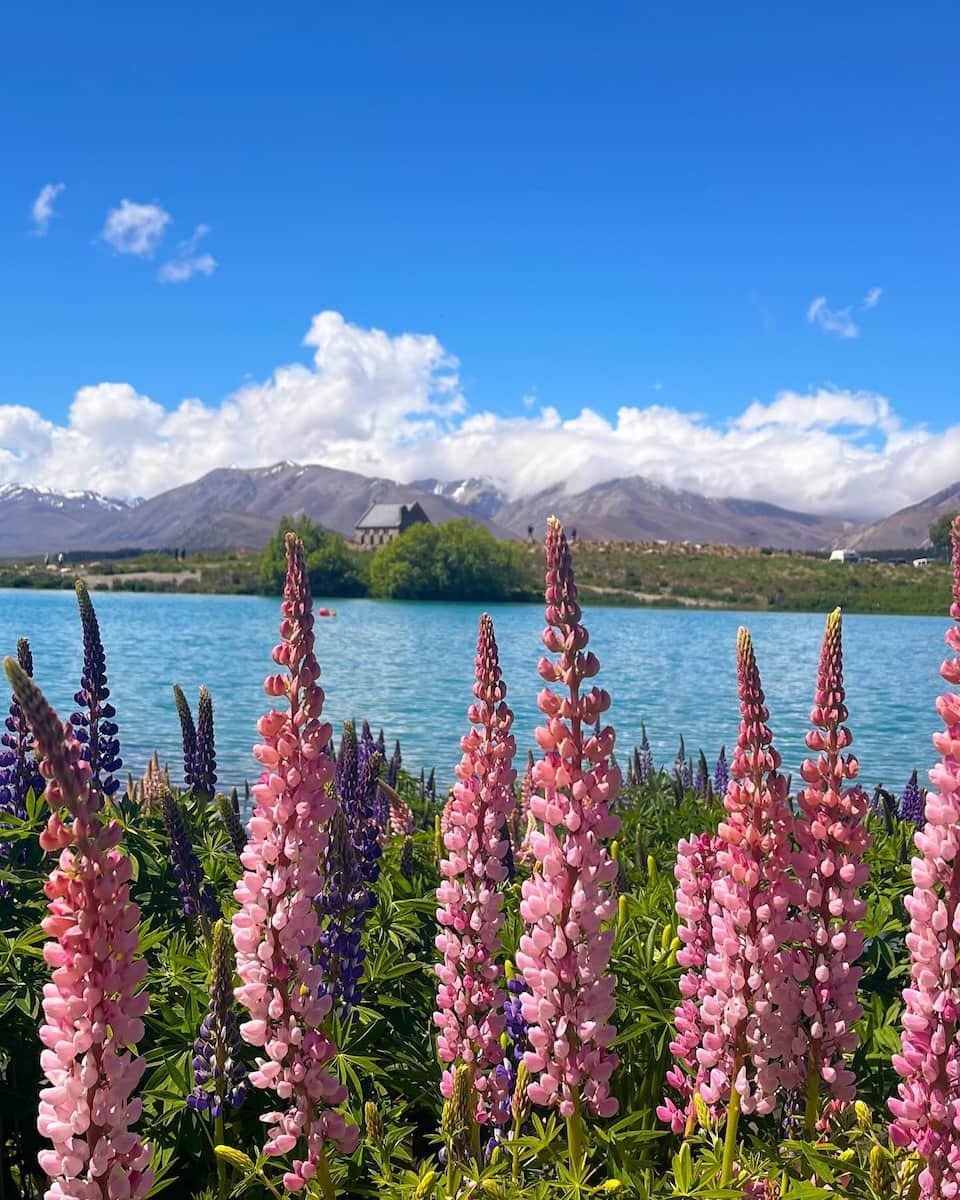 Spring in New Zealand Spring in New Zealand