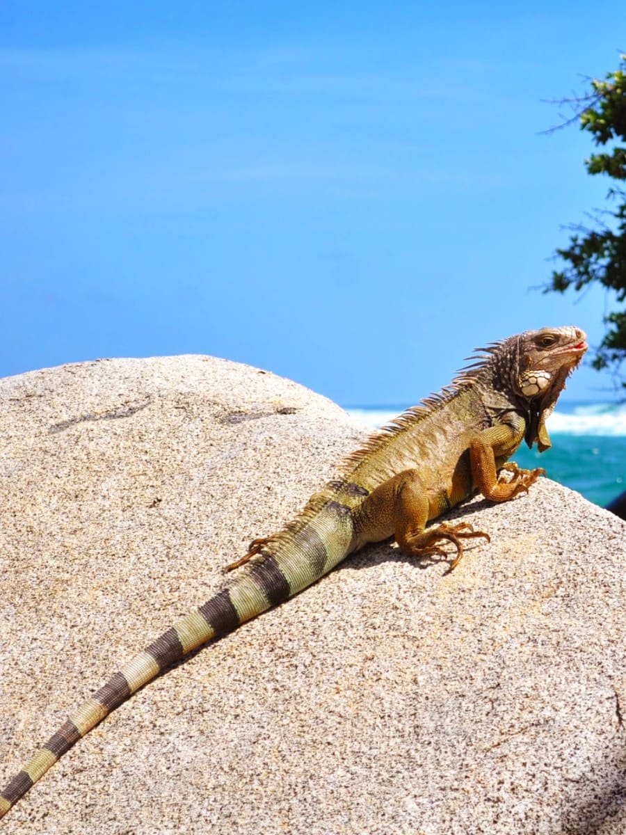 Arrecifes, Tayrona Park Arrecifes, Tayrona Park