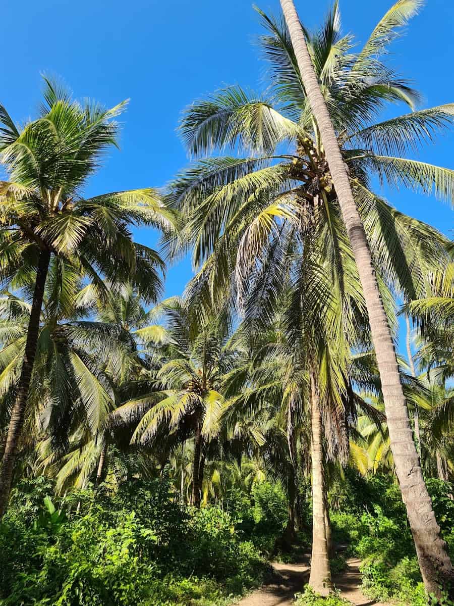 Arrecifes, Tayrona Park Arrecifes, Tayrona Park